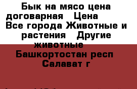 Бык на мясо цена договарная › Цена ­ 300 - Все города Животные и растения » Другие животные   . Башкортостан респ.,Салават г.